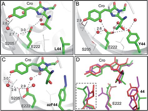 sfgafp|New findings on GFP.
